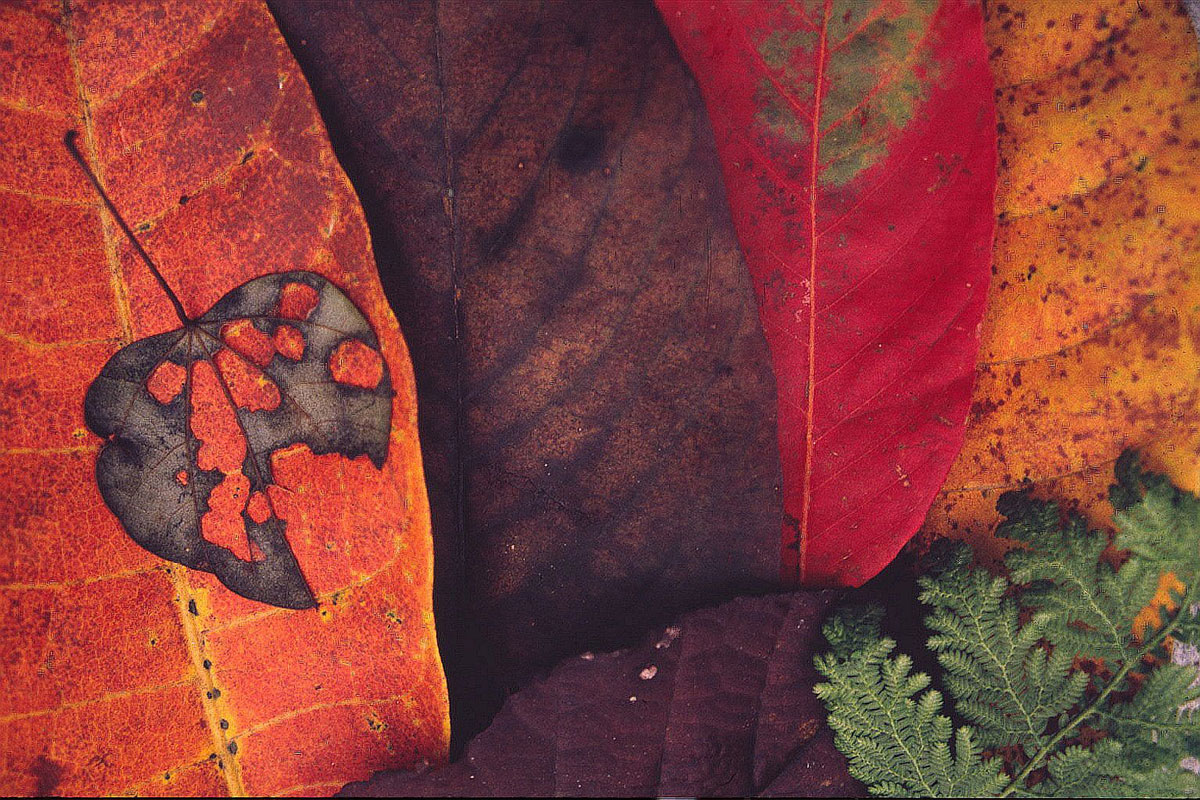 arte-in-natura-(34) arte-in-natura-(34)