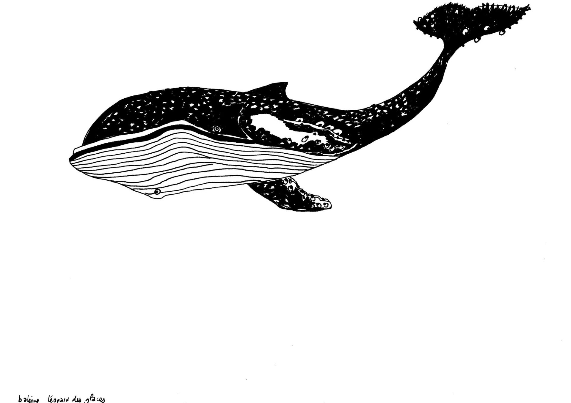 baleinetigre