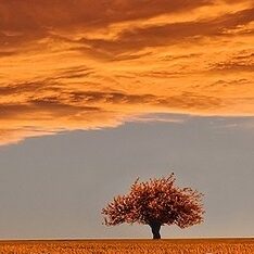 tree-736875_1280-copie